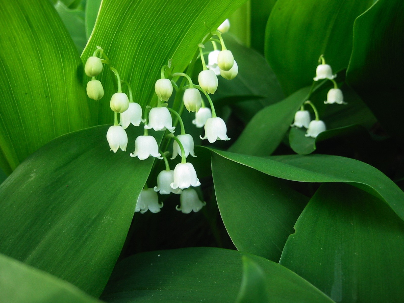 maiglöckchen blätter knospen