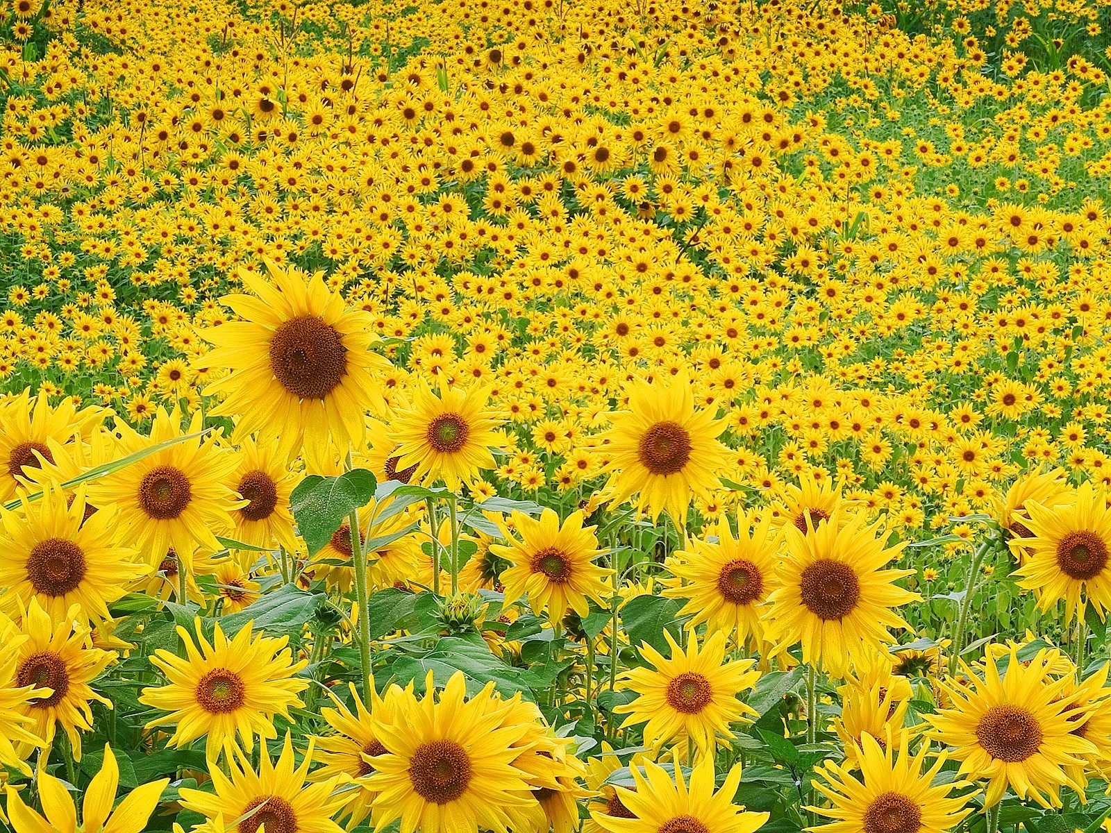 girasoli campo estate umore fiori verde