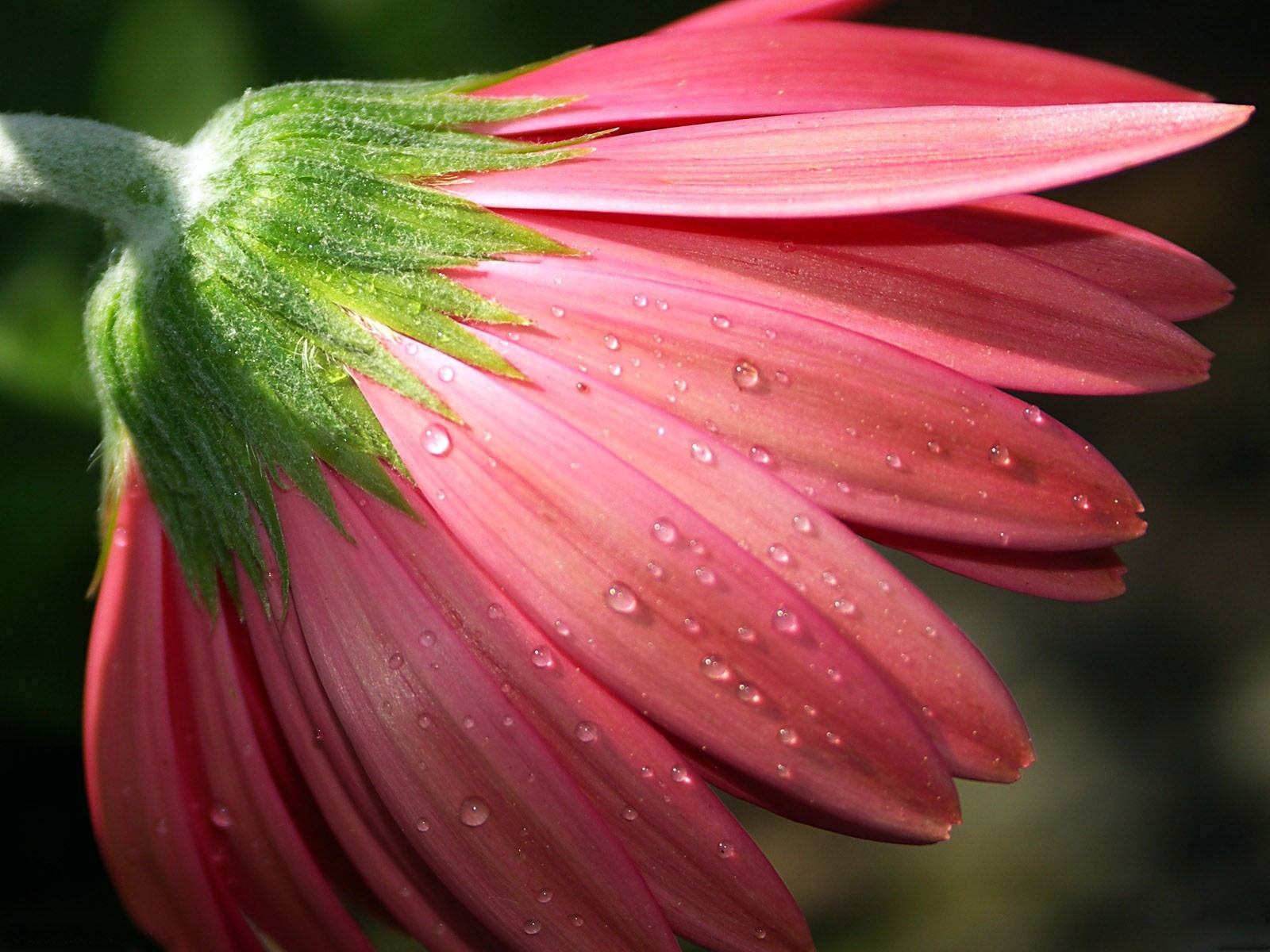 flower petals pink close up rosa drop