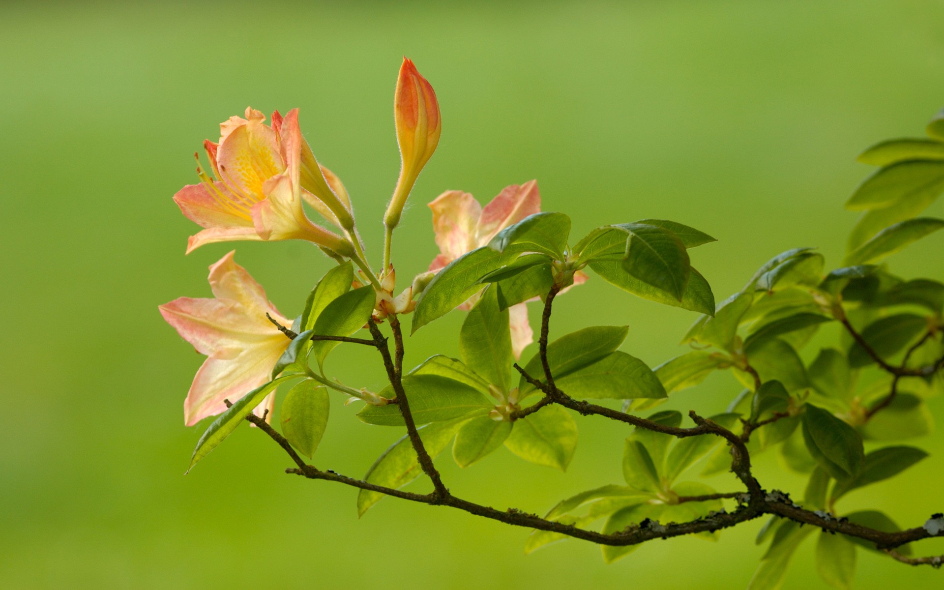 flor verde rama