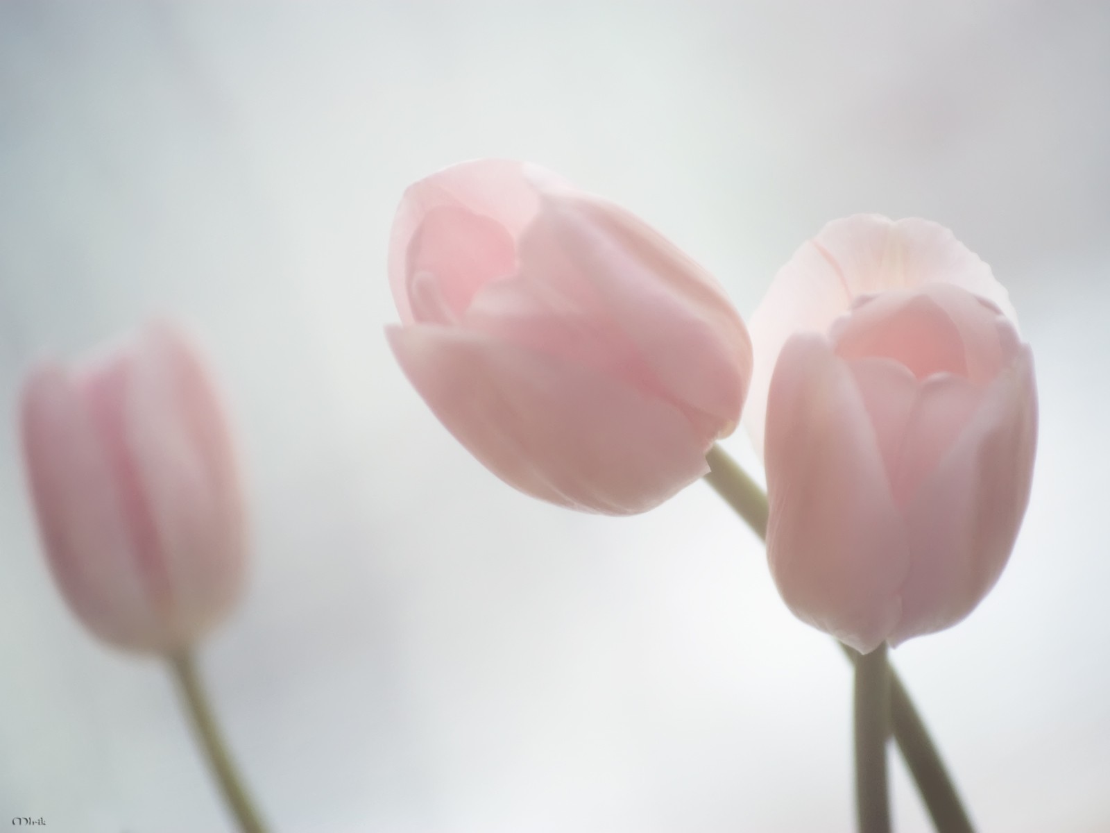 tulipani rosa tenerezza