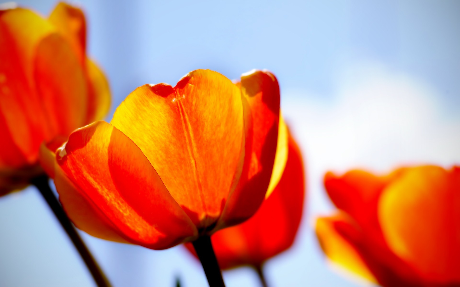 tulipes rouge