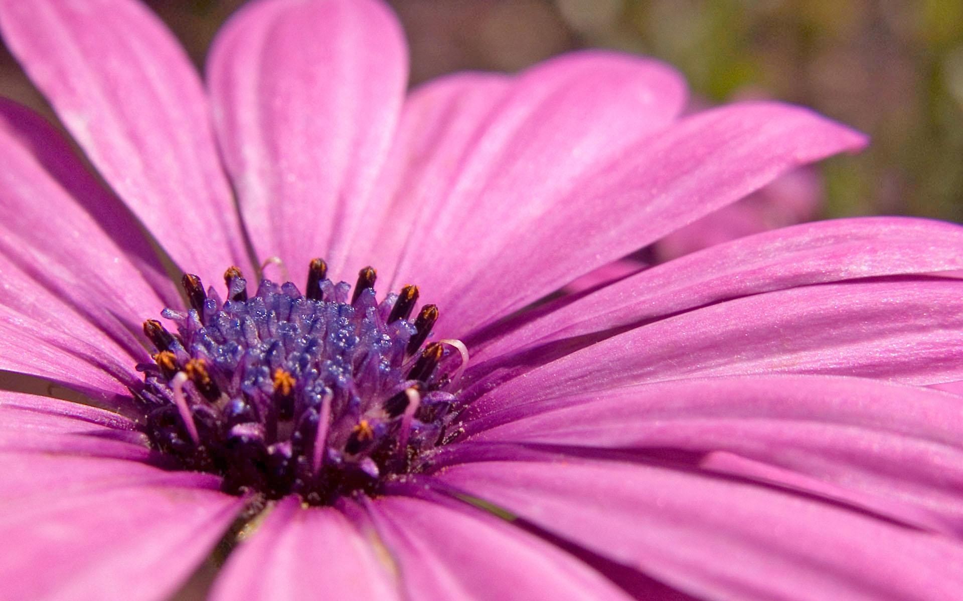 purple pollen plant