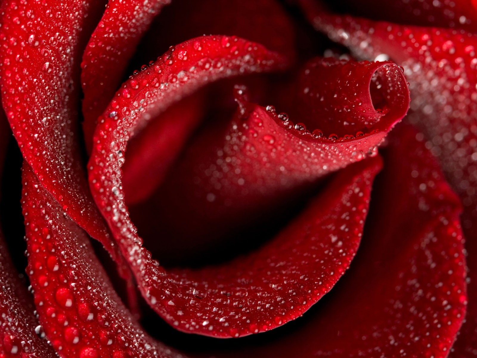 red rose close up drops flower