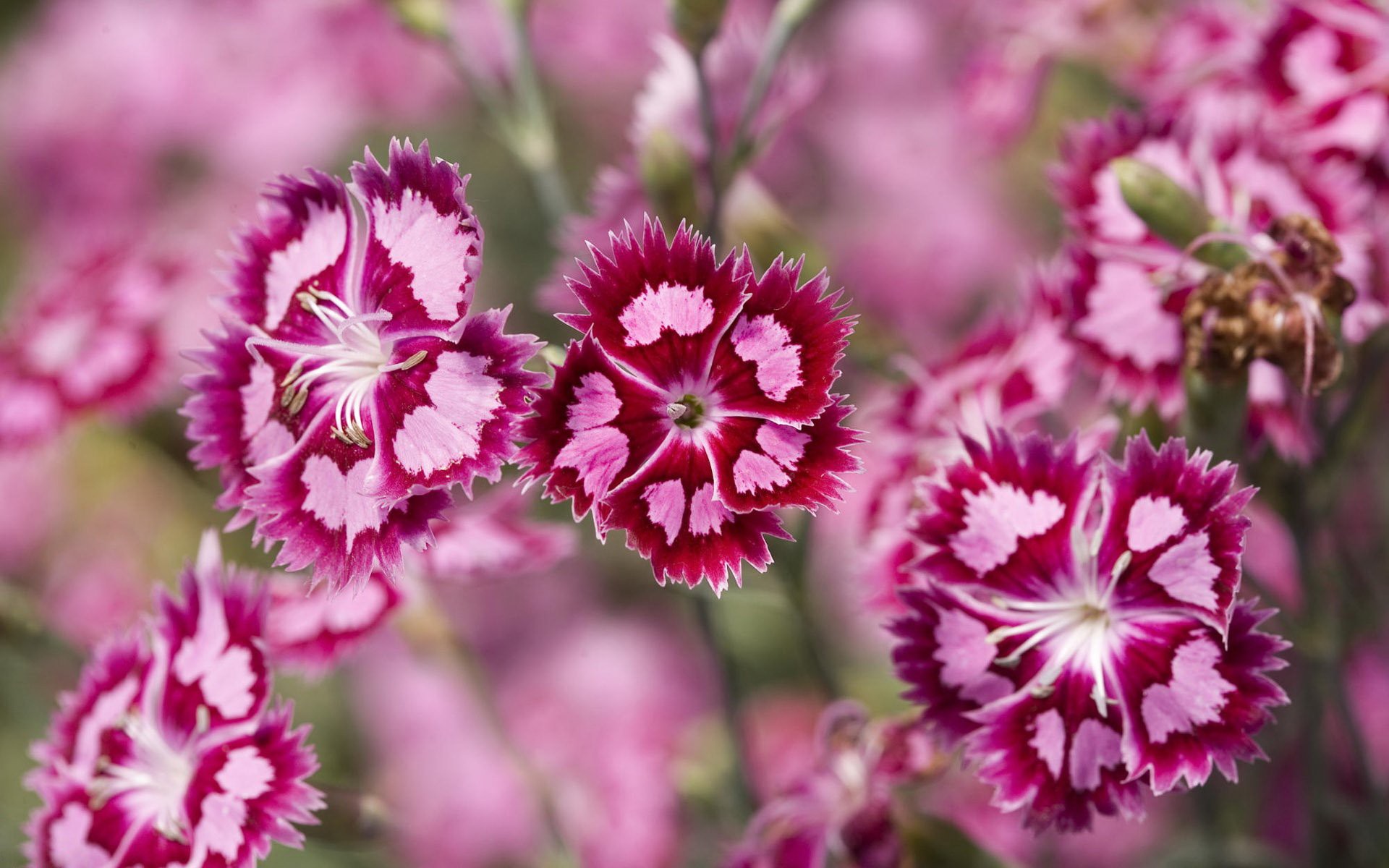 oeillet rose pourpre plantes