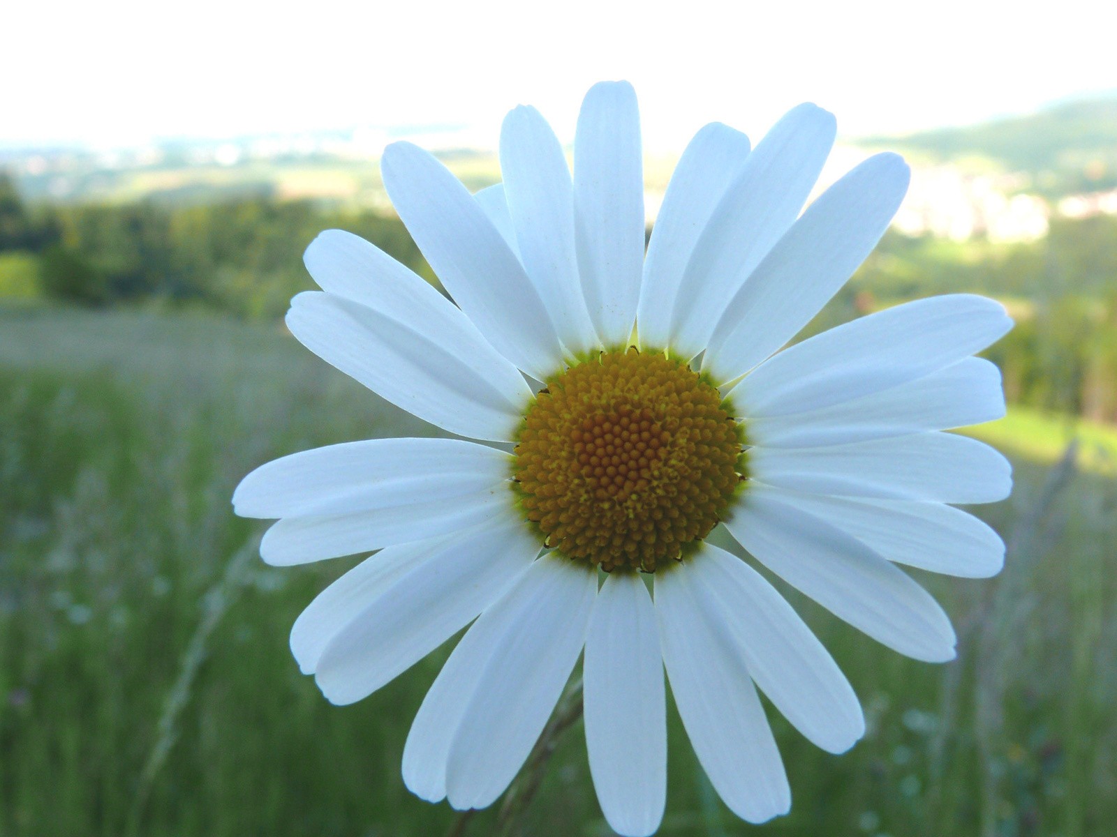 daisy summer one