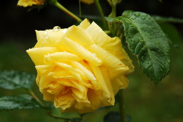 Rose jaune solitaire avec des gouttes de rosée