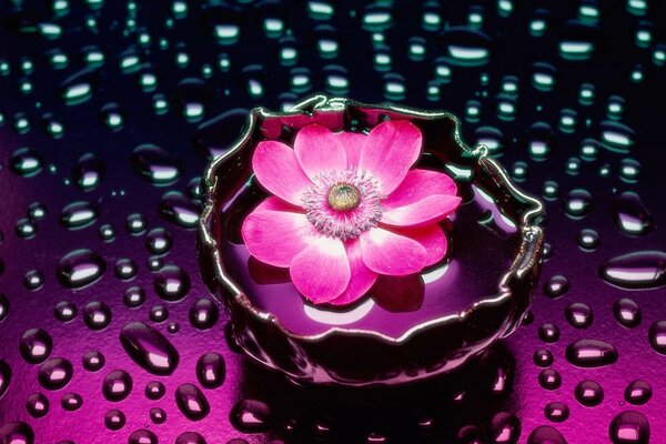 Różowy kwiat w wazonie z wodą na powierzchni