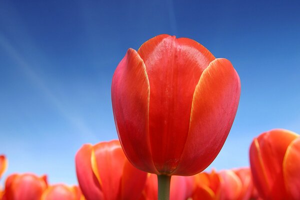 Red tulips against the sky