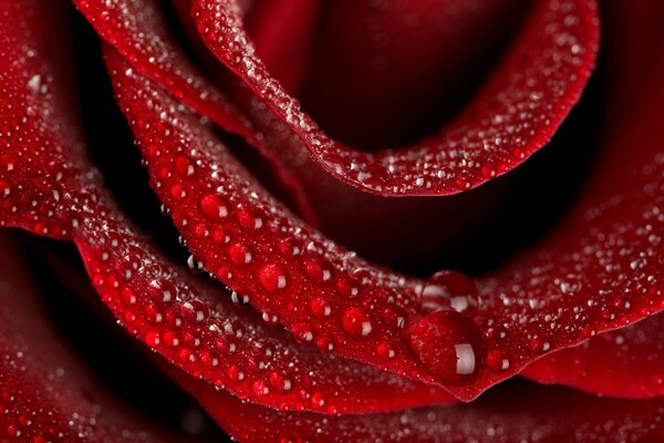 Dew drops on a red rose