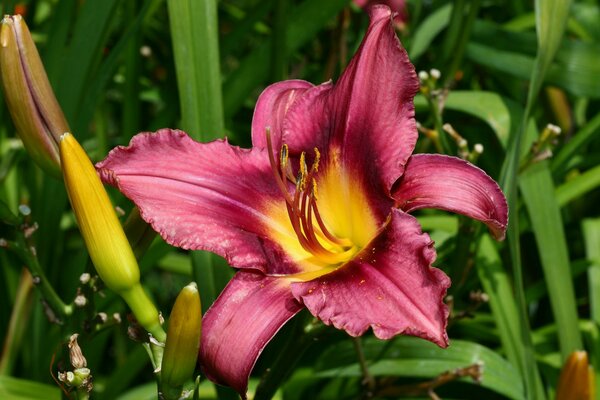 The blooming lily flower