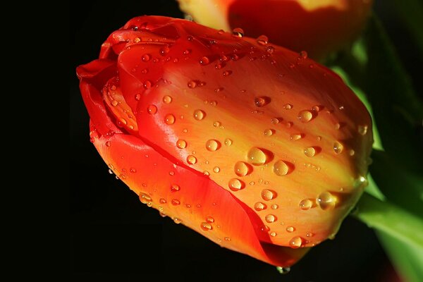 Tulipano luminoso in gocce d acqua