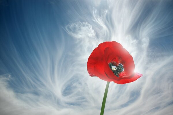 Roter Mohn auf dem Hintergrund des ersten Frühlings-Himmels