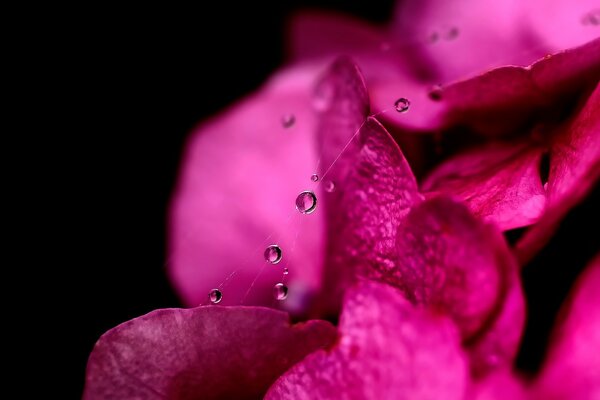 Fiore rosa con gocce d acqua