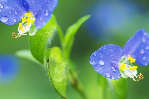 Zarte Waldblumen in Tropfen