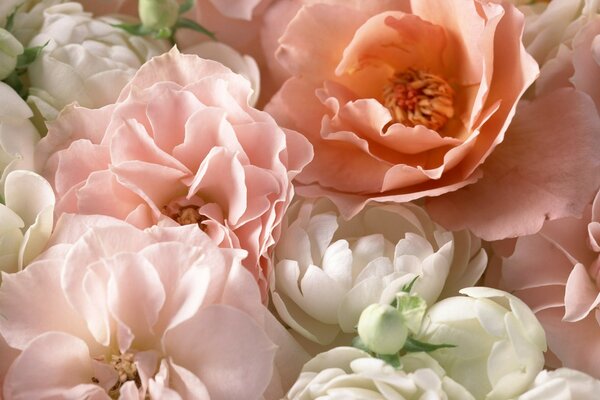 Hermosas y fragantes rosas de Té en la foto