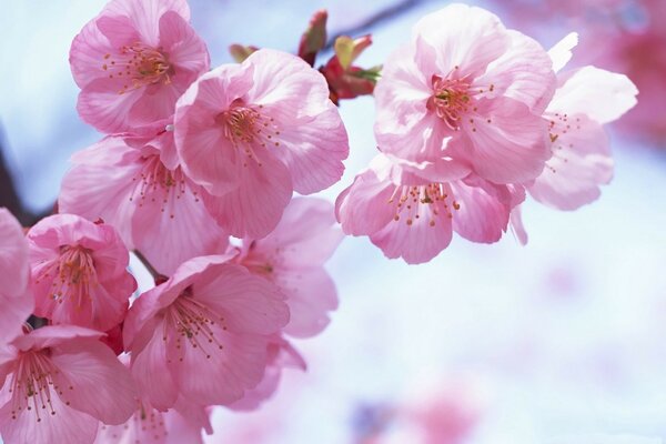 Pink sakura on a blue background