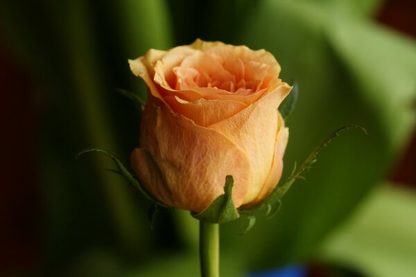 Creamy orange rose on a green background