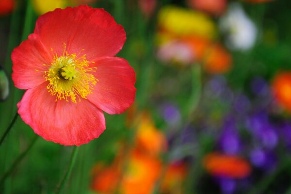 A big red flower in the center