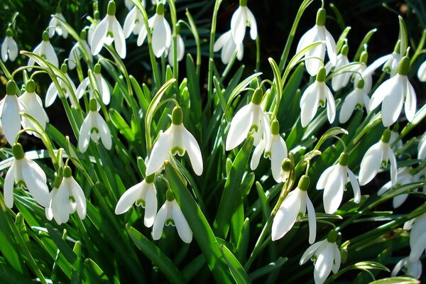 Die ersten Frühlingsblumen sind Schneeglöckchen