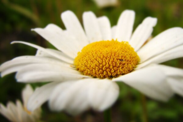 Camomille d été sur une Prairie verte