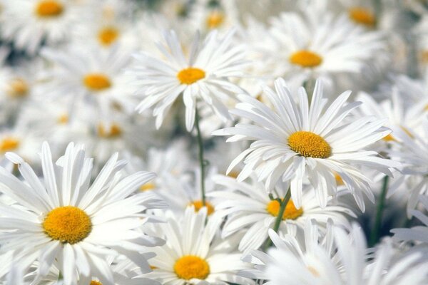 Lots of white daisies flowers