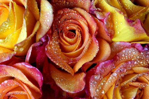 Rose delicate con gocce di rugiada