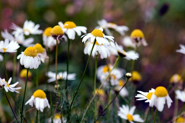 Helle Gänseblümchen im Feld