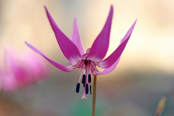 Große Blume Kopf nach unten