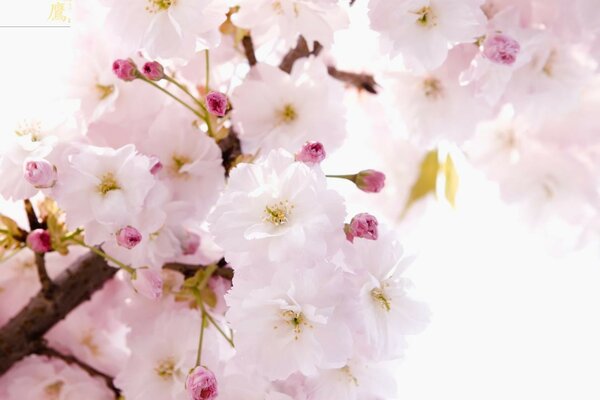 Kwitnąca Sakura. Delikatność i wiosna