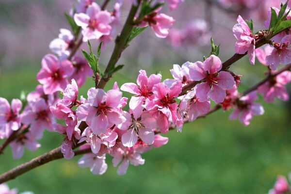 Spring. A branch with pink flowers. Macro