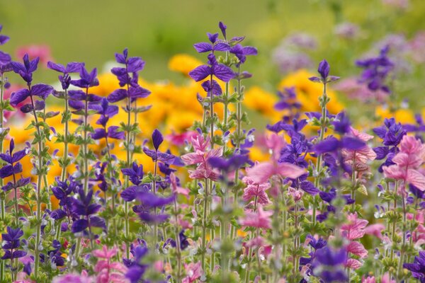 Flores silvestres en un día de verano