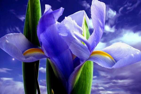 Purple irises against the sky