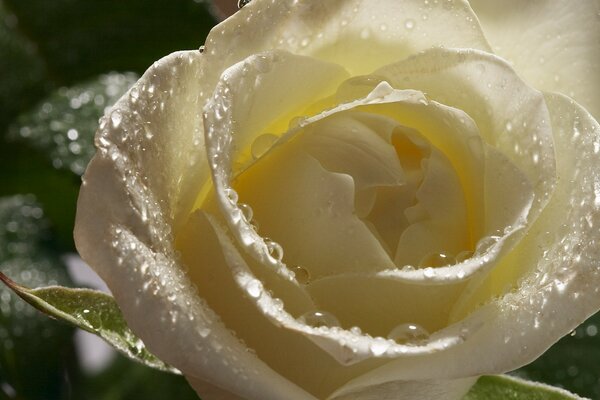 Rosa blanca cremosa en gotas de rocío