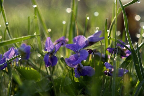 Fleurs sauvages dans la rosée