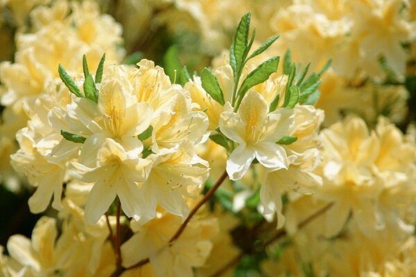 Sommer blühende gelbe Blumen