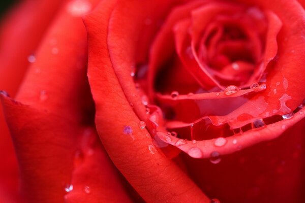 Jasna czerwona róża w kroplach rosy zbliżenie