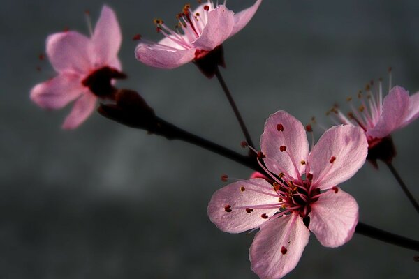 Pink flowers on a gray background