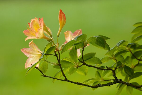 Fleurs orange sur une branche verte