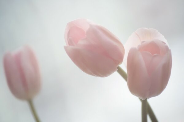 Tulpen sind zart rosa