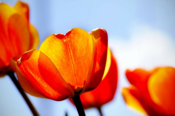 Tulipanes tirando de sus cabezas hacia el sol