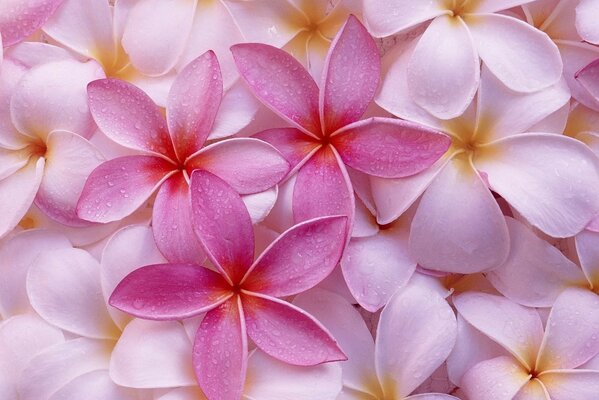 Dark and pale pink flowers