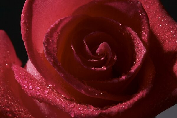 Czerwona i szkarłatna Róża w kroplach rosy
