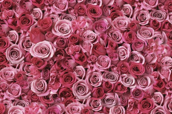 A scattering of pink roses of different shades