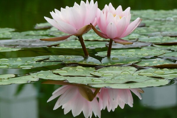 Zwei Lilien auf der Wasseroberfläche des Sumpfes