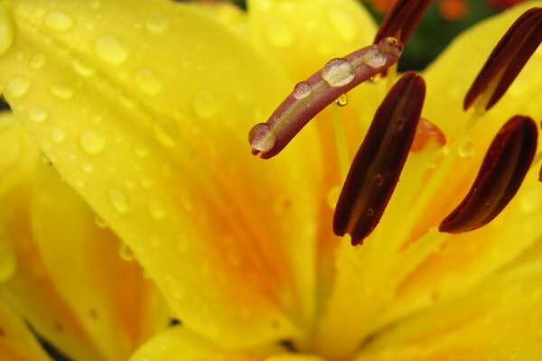 Lily dans les gouttes de rosée du matin