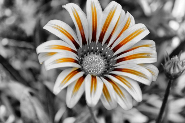 Fiore bianco-arancio su sfondo bianco e nero