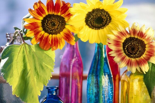 Colorful sunflowers in colorful bottles