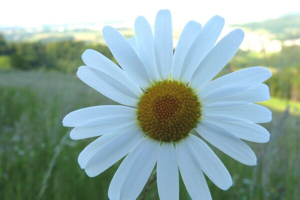 Camomilla bianca in primo piano campo