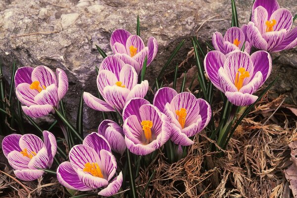 Le primule dei crochi sono fiorite in primavera